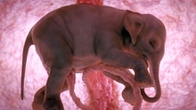 屠杀千头母象 做出大象胚胎展