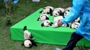 入选全球最美图片的熊猫宝宝摔倒全程