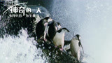 《地球：神奇的一天》企鹅与独角鲸幕后特辑