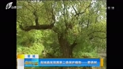 阳城县发现国家二级保护植物——野茶树资讯完整版视频在线观看爱奇艺