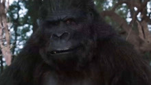 金凯瑞爆笑喜剧《神探飞机头2》，被母猩猩看上是什么体验？
