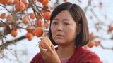 《岁岁年年柿柿红》：家韵请来记者，帮妈妈的柿子做宣传！