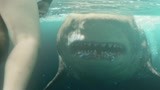 巨齿鲨：巨齿鲨大闹三亚湾 全场最佳就属这个小胖子？