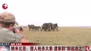 纳米比亚:猎人枪杀大象遭象群＂群起攻之＂资讯高清正版视频在线观看–爱奇艺