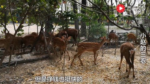 云南砚山开辟蚂蚱易游娱乐城- YY易游体育官方网站- 易游体育APP养殖致富新“赛道”