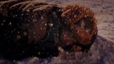 《区小队》刘大强身体真好 他竟能在大雪中露天睡一晚