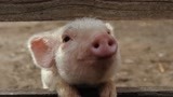 猪年要看最可爱的猪猪！有颜值又有演技的猪猪谁不心动？