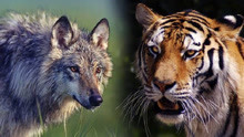 动物世界！野狼战斗力到底有多强？野生老虎能打过20只狼群吗？