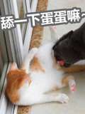 《萌猫宝哥哥》第2019-03-03期被绝育的公猫想强行舔弟弟蛋蛋，小橘猫：有变态啊！-生活-完整版视频在线观看-爱奇艺