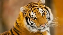 老虎被人们称为百兽之王，那它最害怕什么？它的天敌是谁