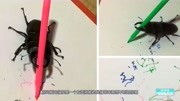 日本美女养了只会画画的甲虫，顿时走红网络，一幅画卖到800元
