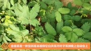 《带你见识各种奇闻异事》第20190717期你见过含羞草吗?你知道它为什么碰到人就躲起来?是真的害羞嘛?原创完整版视频在线观看爱奇艺