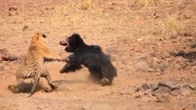 老虎VS黑熊！没想到黑熊战斗力这么强！老虎：不打了，不打了！
