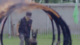 战狼犬：微笑勇敢跨越火海，成为最终犬王，可以说是实至名归！
