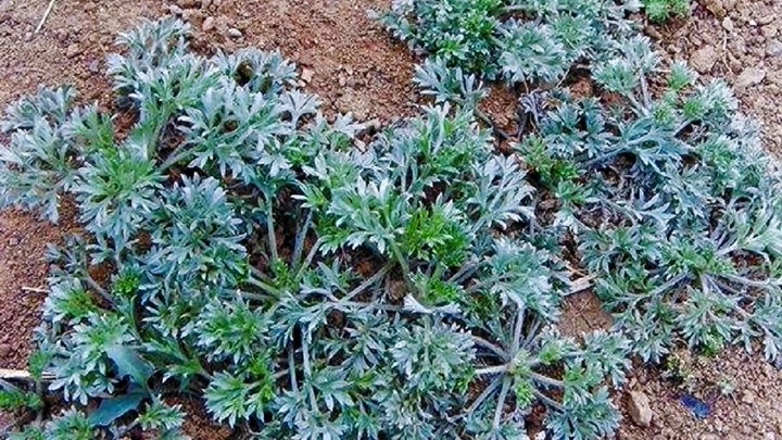 农村俗语"三月茵陈四月蒿,五月六月当柴烧",什么意思?长知识