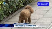 公序良俗在心 依法文明养犬资讯搜索最新资讯爱奇艺