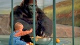小鬼当街：小孩把黑猩猩当保镖，人贩子一脸懵逼，笑喷了