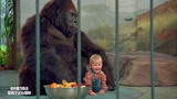小鬼当街：宝宝太可爱了，为了不被坏人抓，让大猩猩保护他！