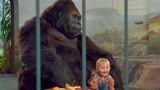 小鬼当街：小宝宝为了不被坏人抓，跑动物园找大猩猩求救