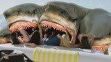 夺命巨鲨：变异鲨鱼飞到空中！产下鲨鱼炸弹轰杀人类！场面血腥！