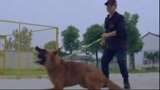 战狼犬：微笑和同伴争吵，直接被关禁闭！