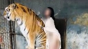 女子与老虎合影拍裸体写真 知情人：动物园允许的，兽医在旁边