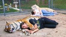 在家养两只大老虎当宠物，是一种什么样的体验！