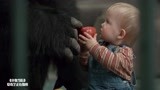 小鬼当街：大猩猩给宝宝分享食物，把劫匪看呆，好暖心