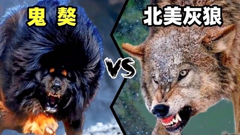 鬼獒vs北美灰狼,当孟加拉虎杀手遇到东北虎克星,谁会笑到最后?