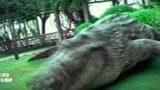 百万巨鳄：小伙拿把砍刀杀鳄鱼，一个甩尾，完蛋了，精彩