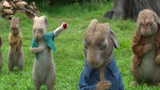 比得兔：老头被兔子活活气死了！小兔子们集体脱帽致敬！
