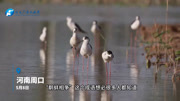鸟界“超模”现身周口龙湖湿地，鹬蚌相争的主角到了