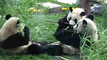 经典传奇之国宝熊猫出山记