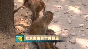 線上看 房山美猴王4 (2015) 帶字幕 中文配音，國語版