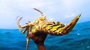 加勒比神人海底手捕龙虾