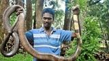 印度蛇王驯服巨型眼镜蛇