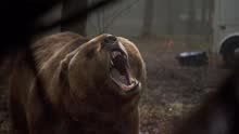 7分钟看懂惊悚片《嗜血灰熊》熊出没，你别走
