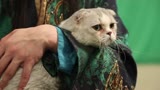 轩辕剑之汉之云花絮：青衣的猫