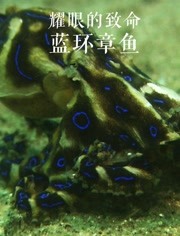 耀眼的致命：蓝环章鱼