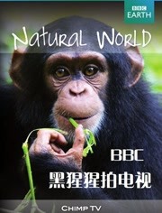 BBC：黑猩猩拍电视