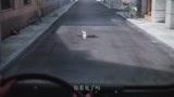 路上突如其来出现一只兔子