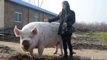 中国传奇“猪王”重2000斤，还皈依佛门获法号“珠王”，猪界赢家