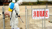 天津市蓟州区发生非洲猪瘟疫情