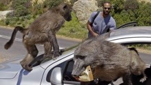 南非经常被狒狒抢劫