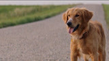 一条狗的使命（片段）阿帕受伤人生打击贝利陪伴