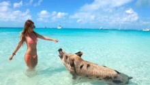 猪能与美女游客一起游泳