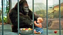 萌宝自己爬上出租车跑到动物园，跟大猩猩成为好朋友一起吃水果！