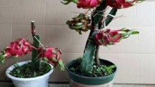 种植火龙果