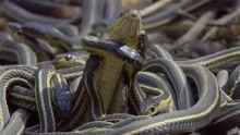 动物世界最疯狂行为，束带蛇求偶大聚会！