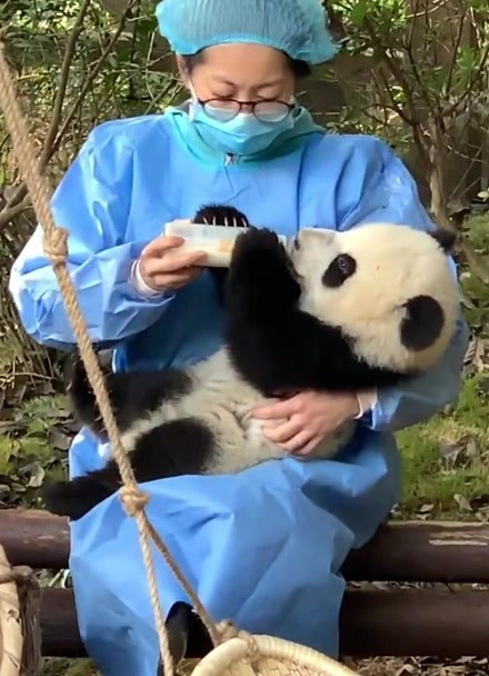 太萌了!飼養員抱著熊貓餵奶